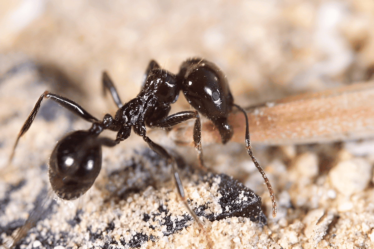 Camponotus