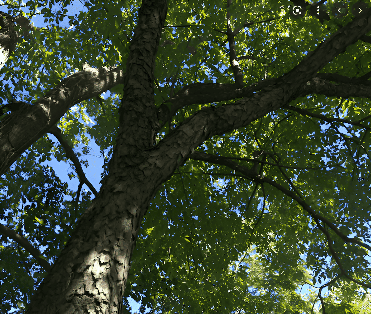 tall black cherry tree growing in the forest